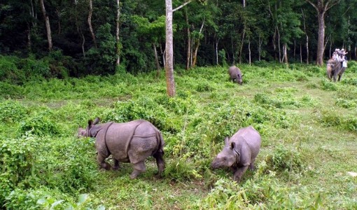 bardia national park Nepalgunj